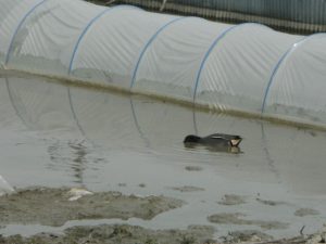 カモの食害