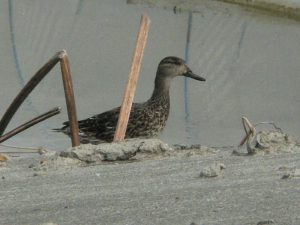 カモの食害